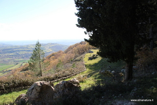 Bosco della Contessa